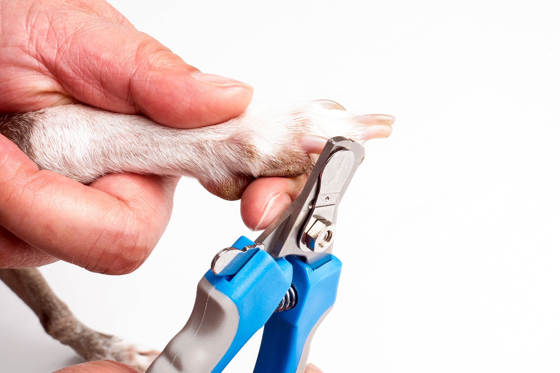 Tips for Home Grooming Your Dog