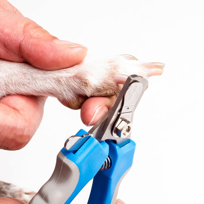 Tips for Home Grooming Your Dog