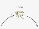 How to remove fleas from a dog bed - Charley Chau - luxury dog bedding