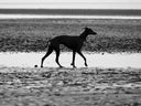 In Memoriam: Anna - Charley Chau - luxury dog bedding