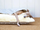 Keeping Dogs Cool in Warm Weather - Charley Chau - luxury dog bedding