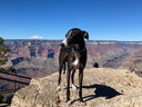 Keeping Grand Champion Brutus cosy on a road trip across America - Charley Chau - luxury dog bedding