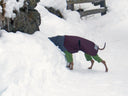 Keeping our gang cosy in the cold snap - Charley Chau - luxury dog bedding