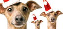 Last order dates for delivery in time for Christmas - Charley Chau - luxury dog bedding