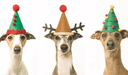 Last order dates for pre-Christmas delivery - Charley Chau - luxury dog bedding