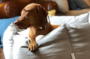#mycharleychau: your chance to win a £50 Charley Chau gift card every month! - Charley Chau - luxury dog bedding