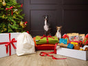 Order in time for Christmas - last order dates - Charley Chau - luxury dog bedding