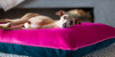 Order your Charley Chau by 28 February 2019 to beat the price increase - Charley Chau - luxury dog bedding