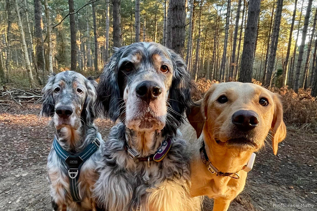 A celebration of 'Love Your Pet Day' with canine behaviour expert Penel Malby