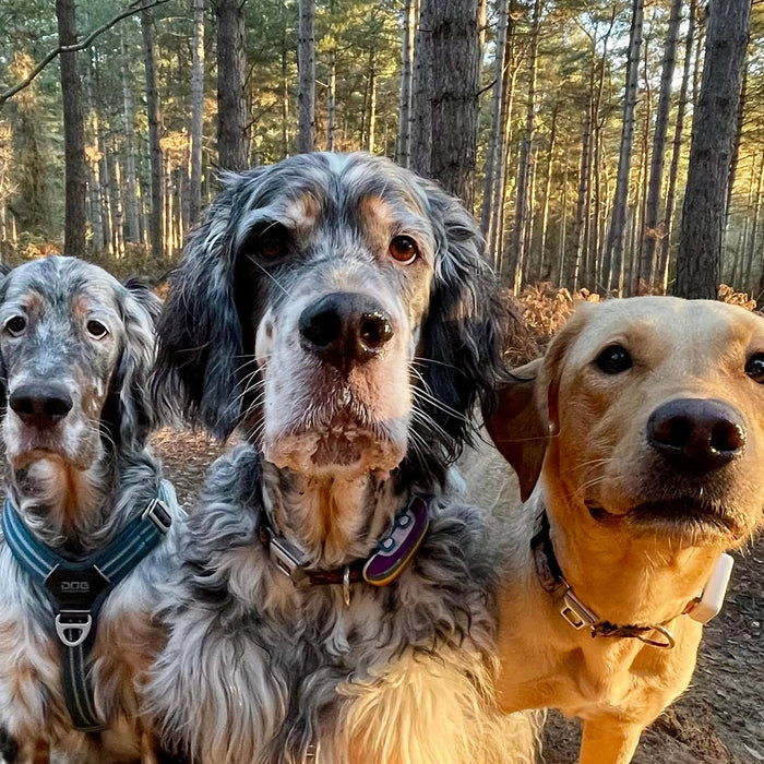 A celebration of 'Love Your Pet Day' with canine behaviour expert Penel Malby