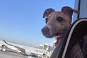 Ray's story - all the way from CA, USA - Charley Chau - luxury dog bedding