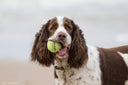 Spaniel with tennis ball 