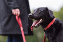 Ten of the Best - Petiquette Collars - Charley Chau - luxury dog bedding