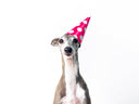 Ten Years at Charley Chau - Charley Chau - luxury dog bedding