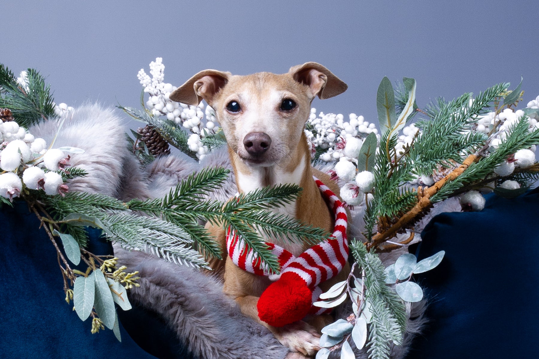 Theo Italian Greyhound in a luxury dog bed by designers Charley Chau decorated for Christmas