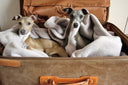 Travelling with dogs from the UK to France and other EU countries - legal requirements - Charley Chau - luxury dog bedding