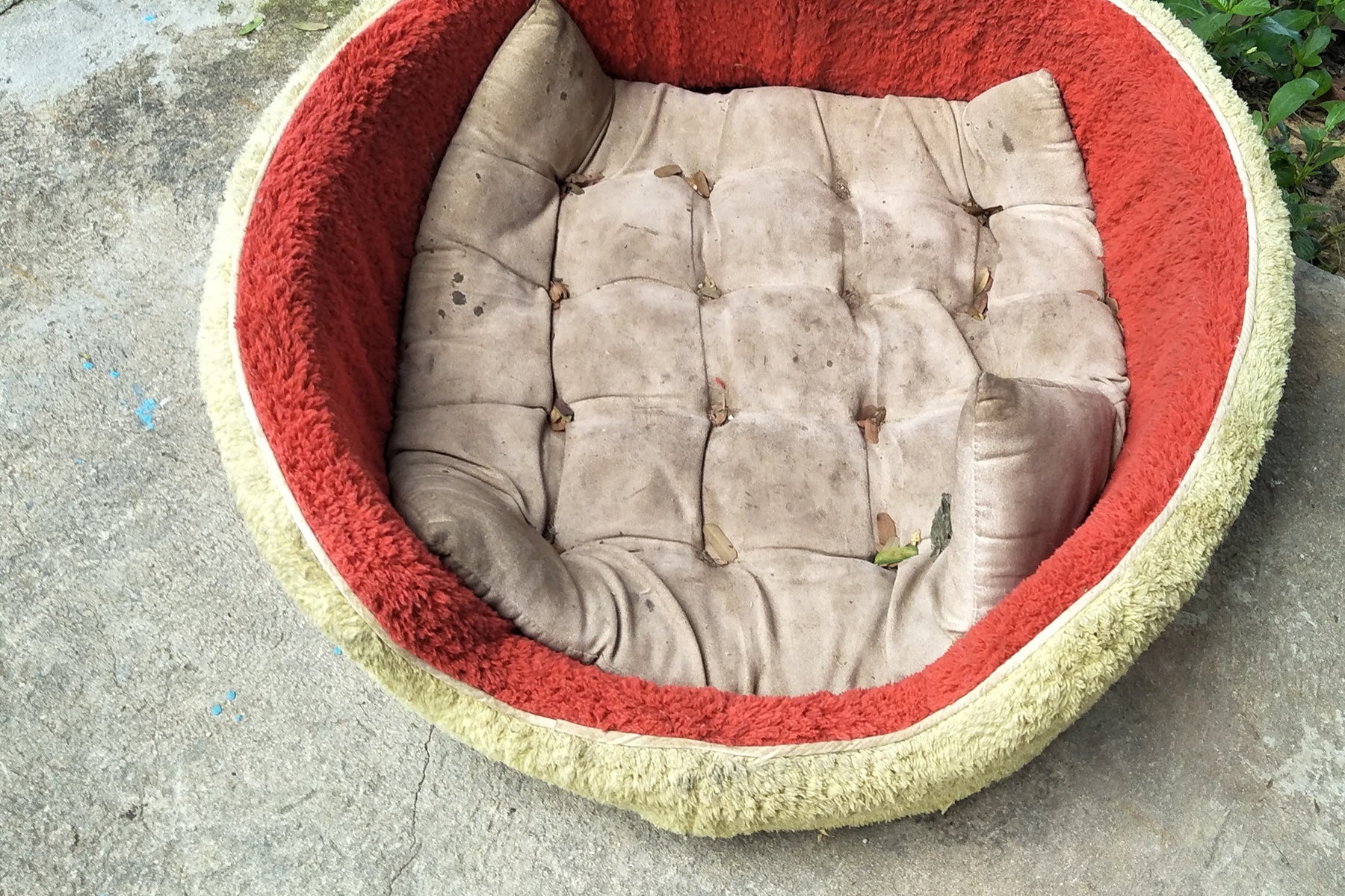 Six signs your dog's bed needs replacing