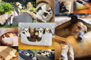 Winners announced - #mycharleychau 10th birthday competition - Charley Chau - luxury dog bedding