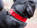 Brightside Dog Collars & Leads - Charley Chau - luxury dog bedding