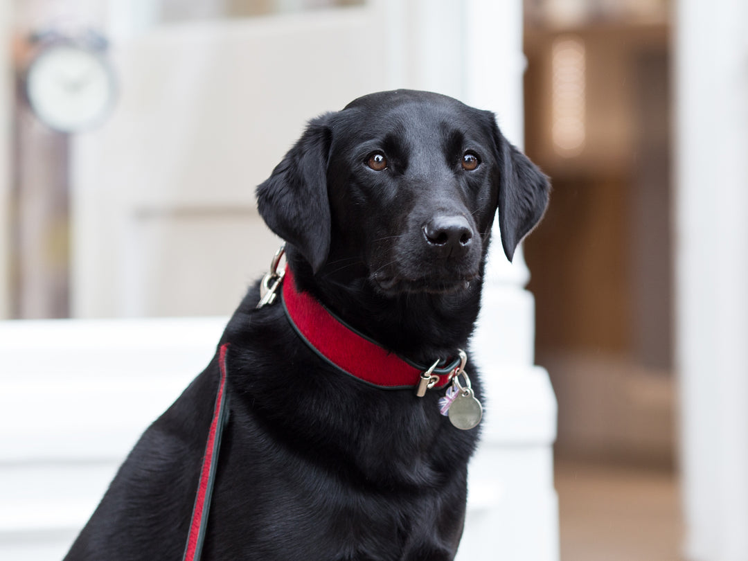 Brightside Dog Collar & Dog LEad by holly&Lil in red and racing green on a black ladbrador