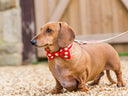 Miniature Dachshund wearing a red and cream leather dog collar with a bow tie