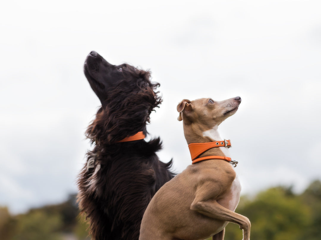 Leather Dog Collars & Dog Leads made to order in supple calf leather to fit all breeds of dogs
