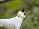 White Dog with black ears wearing a bright yellow sighthound style dog collar made with Italian calf leather standing outdoors in a natural setting with blurry background