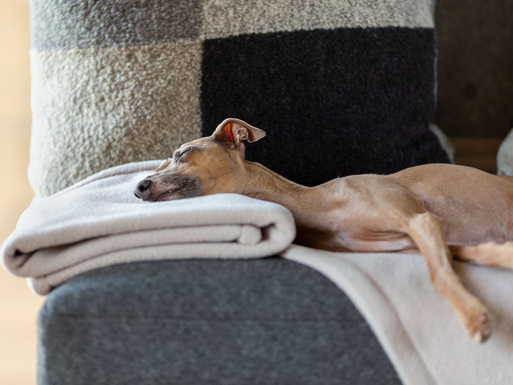 Luxury Dog Blankets & Throws