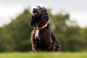 Classic Dog Collars - Charley Chau - luxury dog bedding