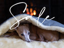 An Italian Greyhound Dog lying inside a cosy sleeping bag style dog bed with a cracking fire burning in the background.