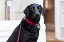 Dog Collars - Charley Chau - luxury dog bedding