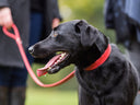 Dog Collars & Leads - Charley Chau - luxury dog bedding