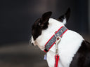 Harris Tweed & Leather Dog Collars & Leads - Charley Chau - luxury dog bedding