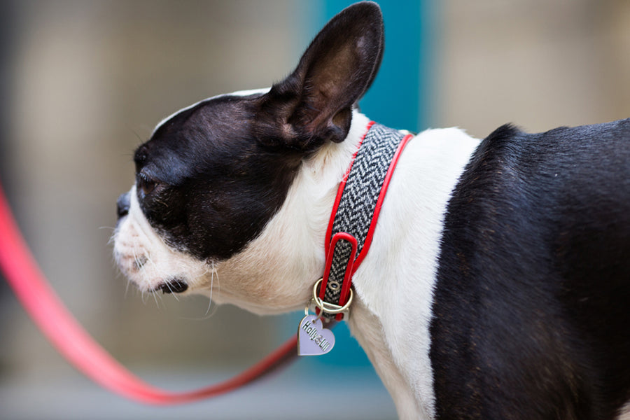 Holly and hotsell lil dog collars