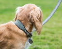 Holly&Lil Dog Collars and Leads - Charley Chau - luxury dog bedding