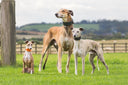 Sighthound Collars & Leads - Charley Chau - luxury dog bedding