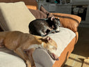 The Lobster Norfolk VIP collection - Charley Chau - luxury dog bedding