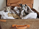 Travelling With Dogs - Charley Chau - luxury dog bedding