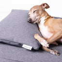 Close up shot of an italian Greyhound dog sleeping very comfortably on a grey orthopaedic memory foam dog bed mattress with a small grey cushion as a pillow with the designer label for Charley Chau visible.