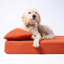 A Labradoodle dog lying on an orange orthopaedic memory foam dog bed mattress with a small orange cusion on top of the mattress on a white backdrop.