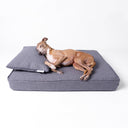 An italian Greyhound dog sleeping very comfortably on a grey orthopaedic memory foam dog bed mattress with a small grey cushion as a pillow on a white backdrop.