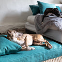 Close up of an italian greyhound dog lying very cosy on a luxury memeory foam dog bed mattress in jade green.