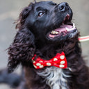 Bow Tie Collar by Holly&Lil - Charley Chau - luxury dog bedding