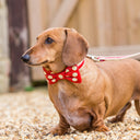 Bow Tie Collar by Holly&Lil - Charley Chau - luxury dog bedding
