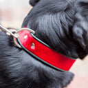 Brightside Classic Wide Dog Collar by Holly&Lil - Charley Chau - luxury dog bedding