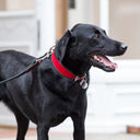 Brightside Classic Wide Dog Collar by Holly&Lil - Charley Chau - luxury dog bedding