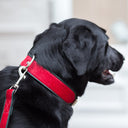 Brightside Classic Wide Dog Collar by Holly&Lil - Charley Chau - luxury dog bedding