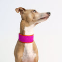 Brightside Sighthound Collar by Holly&Lil - Charley Chau - luxury dog bedding
