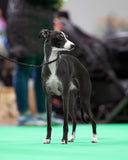 Black Italian Greyhound dog with white markings standing on a green carpet on a fine black show leash competing at Crufts Championship Dog Show, with a blurred background. 