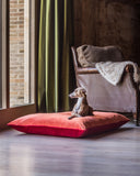 Faen coloured Italian Greyhund dog sitting on a red and orange velvet dog bed cushion in a room with a brick wall and a window, and wooden floors.